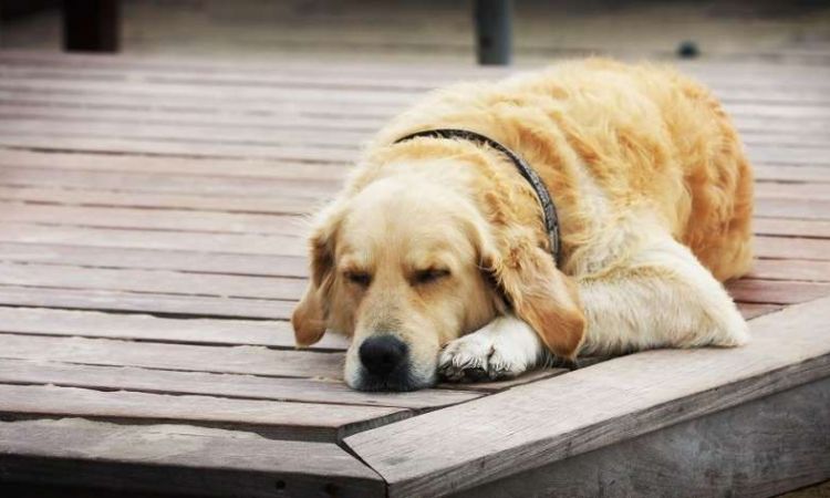 Cách khắc phục vấn đề chó mở mắt trong giấc ngủ 