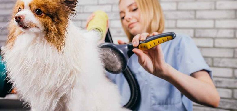 Pao Pet cắt tỉa tạo lông theo yêu cầu khách hàng