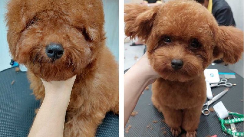 Chăm sóc lông chuyên nghiệp cho chó tại Ruby Pet