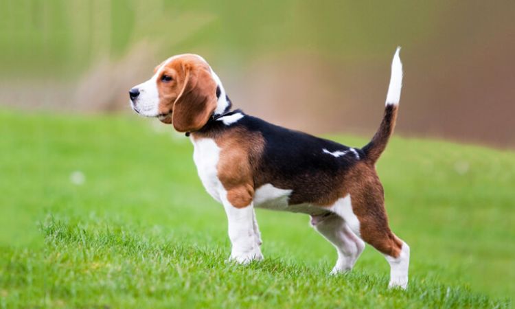 Chó Beagle có tính cách vui vẻ, hiếu động và thân thiện với con người