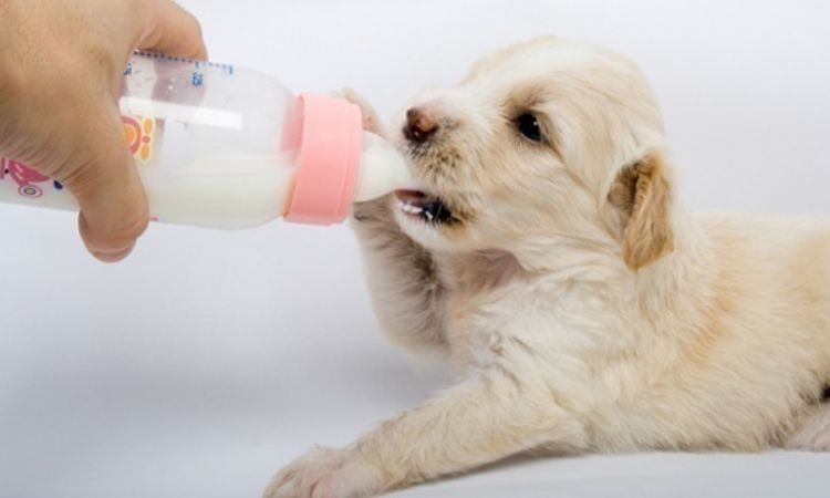Cho chó con uống sữa ấm để bổ sung dinh dưỡng cần thiết