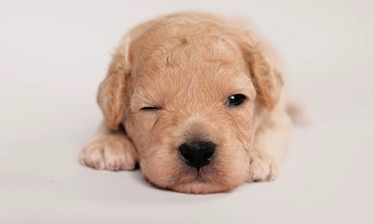 Chó ngủ không nhắm mắt có thật không?