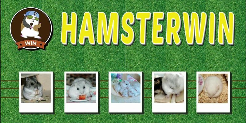 Cửa hàng thú cưng ở Cần Thơ Hamster Win 