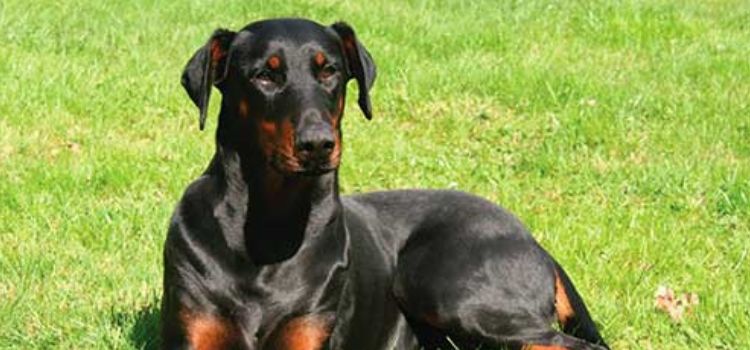 Doberman Pinscher - một trong các giống chó giữ nhà tốt nhất