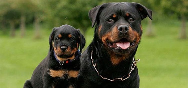 Giống chó Rottweiler - chó nghiệp vụ có nguồn gốc từ Đức