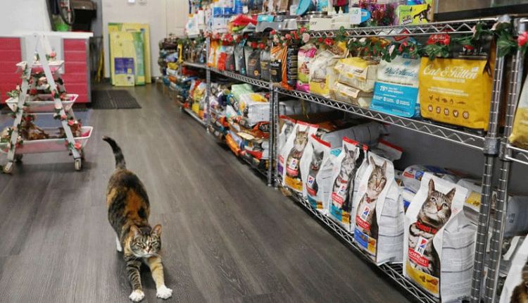Lu Pet Shop có nhiều loại hình dịch vụ dành cho thú cưng 