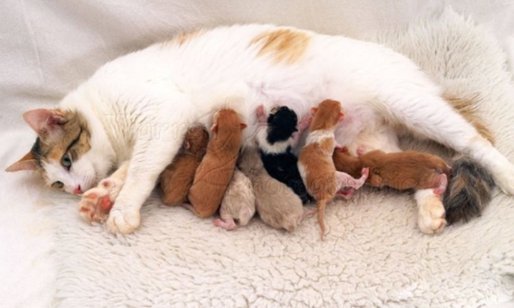 Mèo con nhào bột để kích thích tiết sữa mẹ