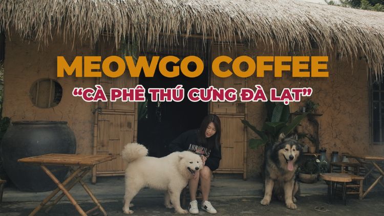 MeowGo - quán cafe thú cưng Đà Lạt đáng để bạn ghé qua