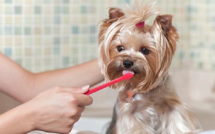 Phải chăm sóc răng miệng cho chó thường xuyên