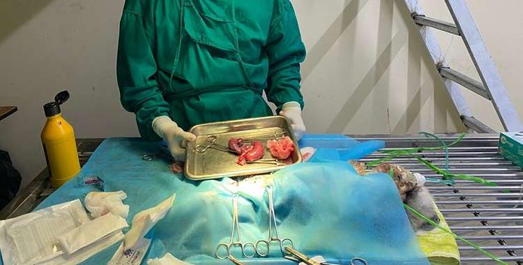 Phẫu thuật loại bỏ ổ viêm tại SaoVet