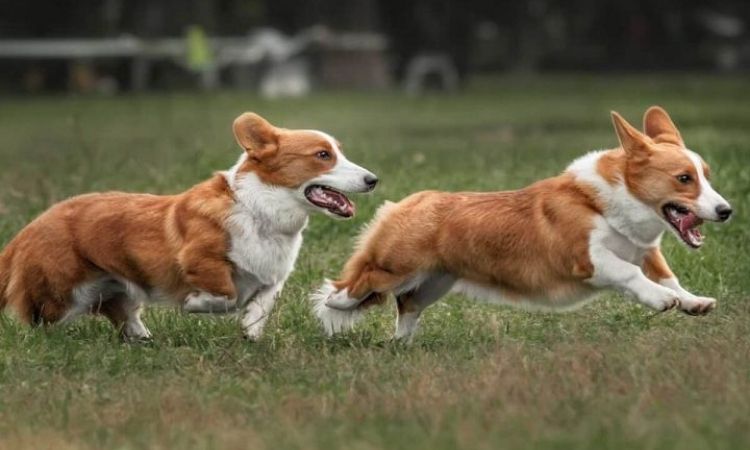 Phương pháp phối cùng huyết tạo ra những chú chó mang gen thuần chủng 
