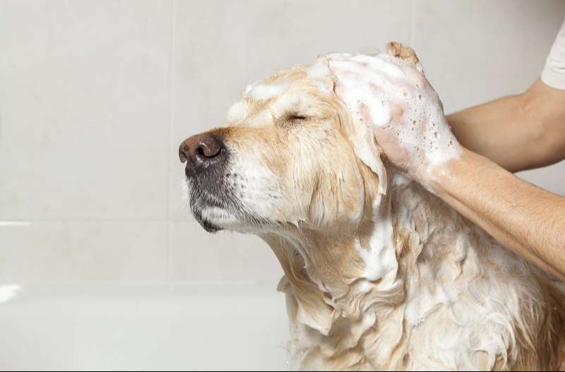 Quy trình tắm tại Mật Pet chuyên nghiệp