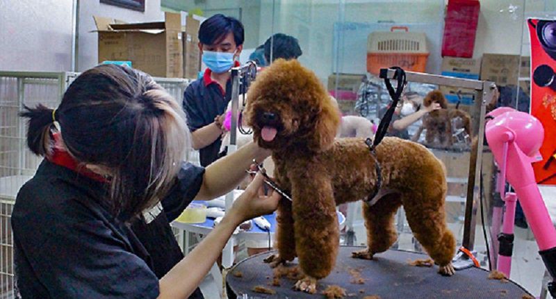 Spa chó Gò Vấp Pet Station VN cắt tỉa lông theo yêu cầu
