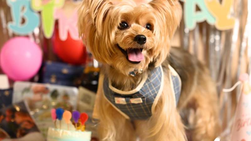 Pet Shop Dogs Mom - Spa thú cưng quận 8 chất lượng