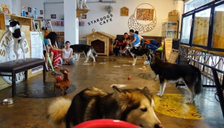 Stardog Cafe - tiệm cafe thú cưng quận 7 với nhiều bé cún siêu đáng yêu 