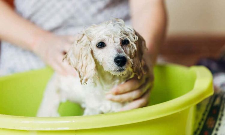 Tắm rửa thường xuyên cho chó luôn thơm tho
