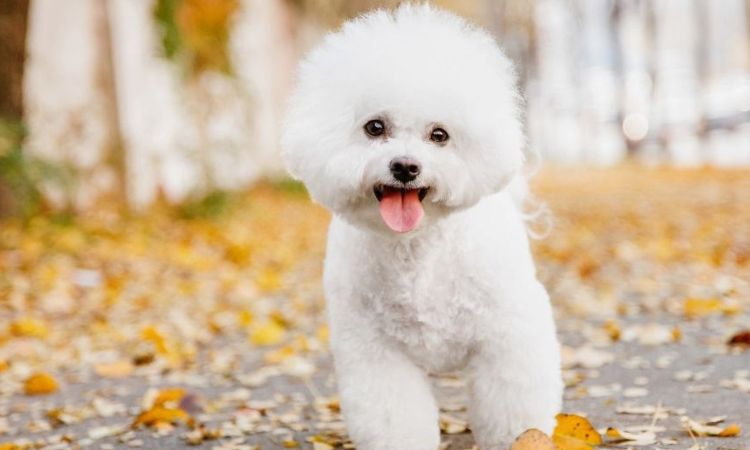 Theo phong thủy thì có nên nuôi chó màu trắng không?