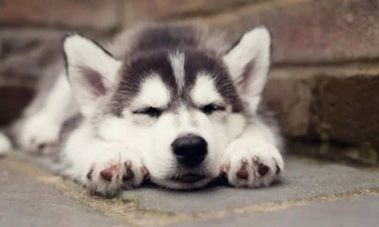Tình trạng chó ngủ mở mắt có ảnh hưởng nhiều đến sức khỏe không? 