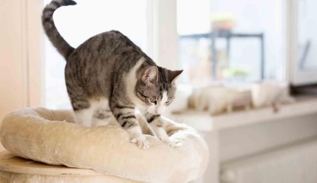 Tại sao mèo thường làm động tác nhào bột? Nguồn gốc của hành động nhào bột ở mèo